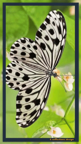 A Black And White Butterfly Is Sitting On A Green Flower GIF