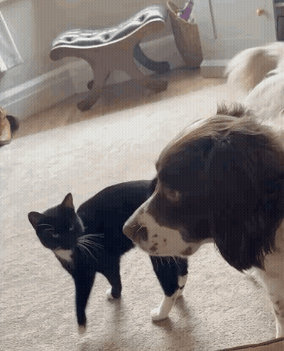 A Black And White Cat And A Brown And White Dog Are Standing Next To Each Other In A Living Room . GIF