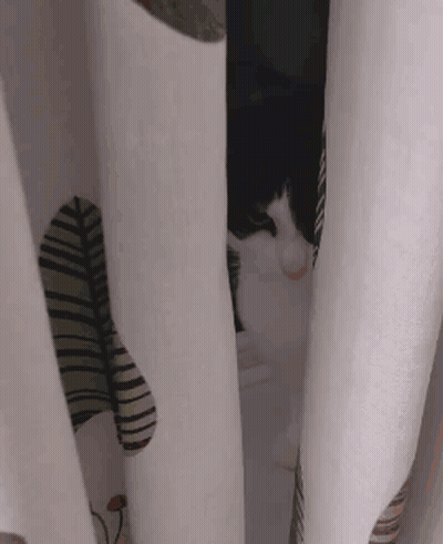 A Black And White Cat Behind A White Curtain GIF