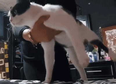 A Black And White Cat Being Held By A Person GIF