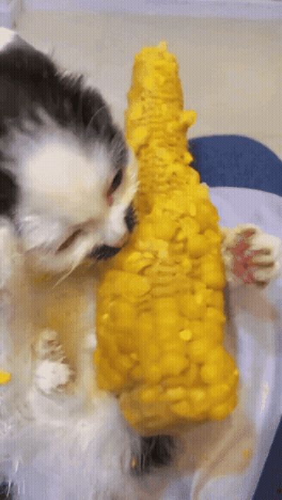 A Black And White Cat Eating Corn On The Cob On A Table GIF