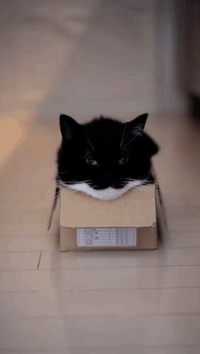 A Black And White Cat In A Cardboard Box GIF