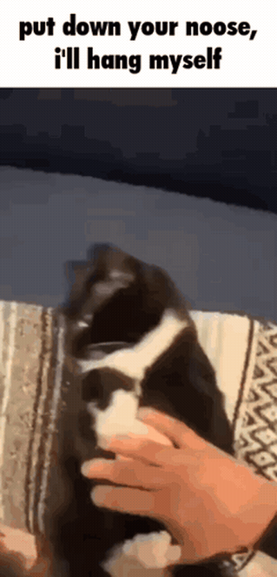 A Black And White Cat Is Being Held By A Person With The Caption Put Down Your Noose , I 'Ll Hang Myself GIF