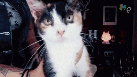 A Black And White Cat Is Being Held In A Person 'S Arms GIF