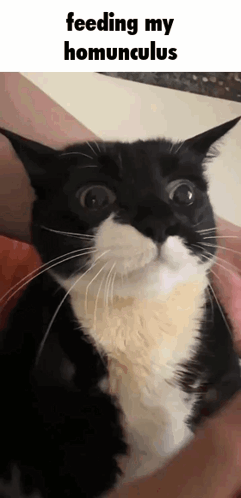 A Black And White Cat Is Being Held In Someone 'S Arms And Looking At The Camera . GIF
