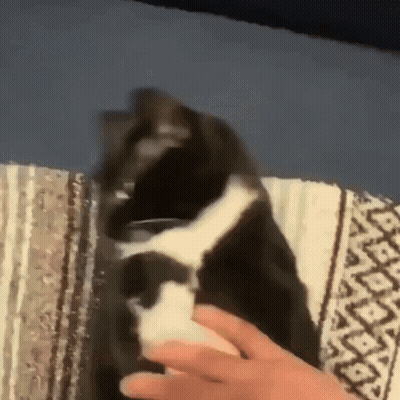 A Black And White Cat Is Being Petted By A Person GIF