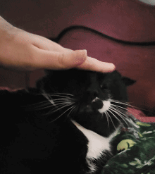 A Black And White Cat Is Being Petted By A Person 'S Hand GIF