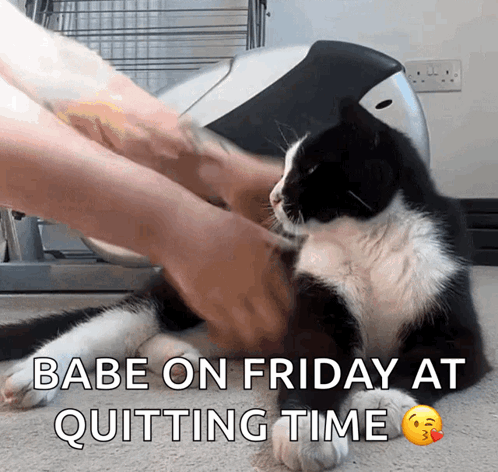 A Black And White Cat Is Being Petted By A Person With The Words Babe On Friday At Quitting Time Below It GIF