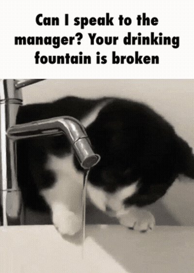 A Black And White Cat Is Drinking Water From A Faucet With The Caption Can I Speak To The Manager Your Drinking Fountain GIF