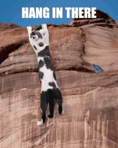 A Black And White Cat Is Hanging Upside Down On A Rock With The Words Hang In There Above It GIF