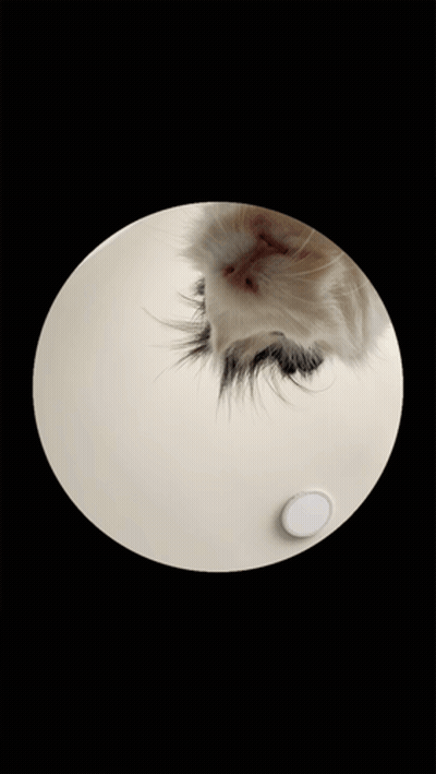 A Black And White Cat Is In A White Circle GIF