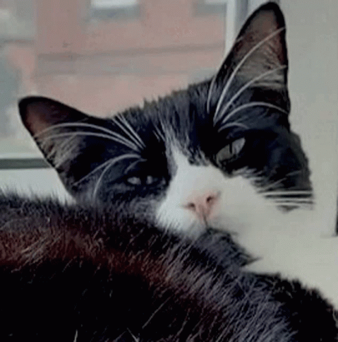 A Black And White Cat Is Laying Down Next To A Window . GIF