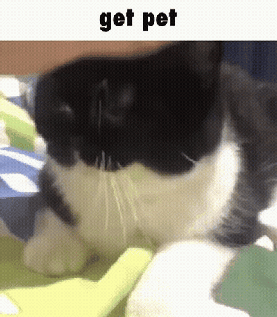 A Black And White Cat Is Laying On A Bed With The Words Get Pet Above It . GIF