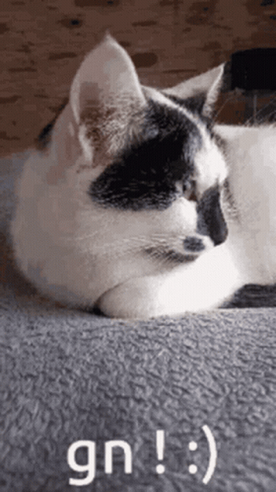 A Black And White Cat Is Laying On A Blanket On A Couch . GIF