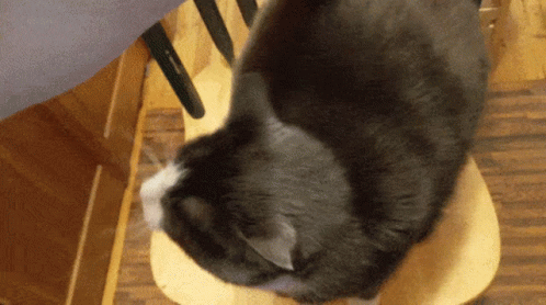 A Black And White Cat Is Laying On A Chair GIF
