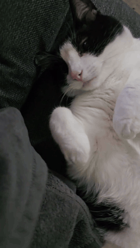 A Black And White Cat Is Laying On A Couch GIF