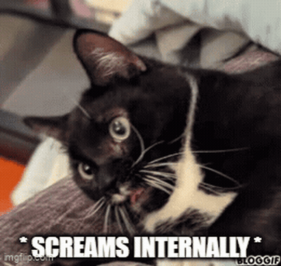 A Black And White Cat Is Laying On A Couch With The Caption Screams Internally GIF