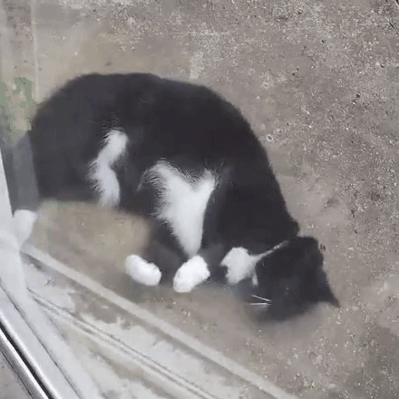 A Black And White Cat Is Laying On A Glass Table . GIF
