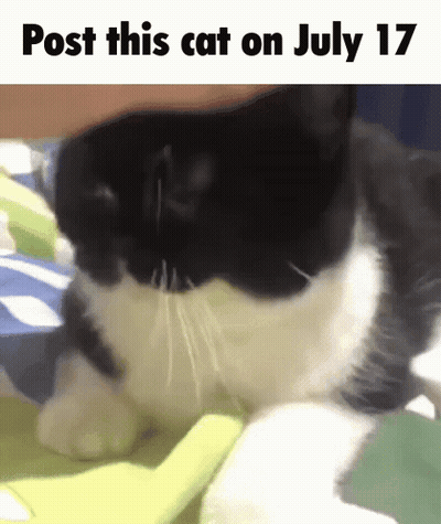 A Black And White Cat Is Laying On A Green Blanket With The Words Post This Cat On July 17 GIF