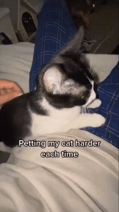 A Black And White Cat Is Laying On A Person 'S Lap And The Caption Says Petting My Cat Harder Each Time GIF
