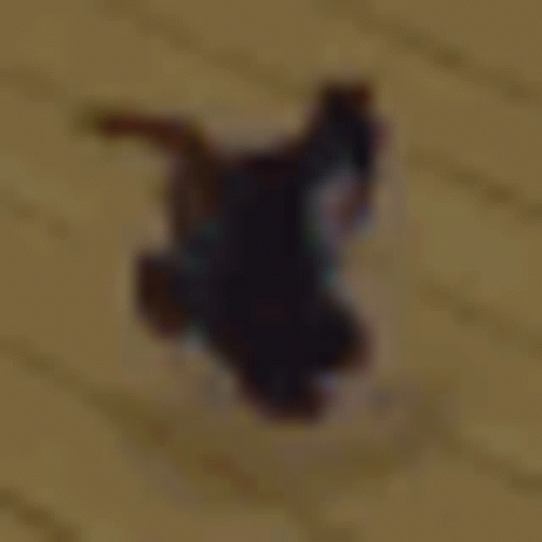 A Black And White Cat Is Laying On Its Back On A Brown Surface . GIF