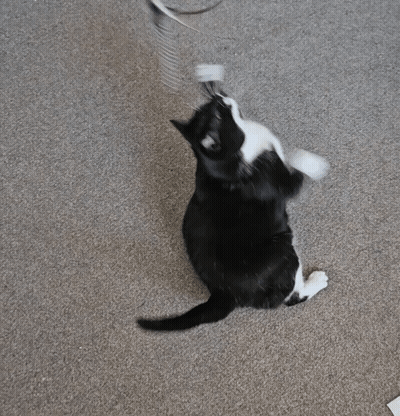 A Black And White Cat Is Laying On Its Back On The Floor GIF