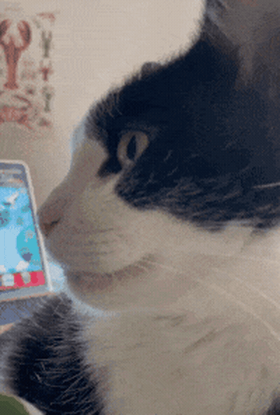 A Black And White Cat Is Looking At A Cellphone GIF