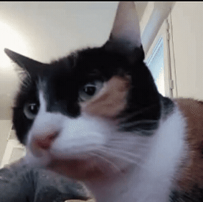 A Black And White Cat Is Looking At The Camera GIF