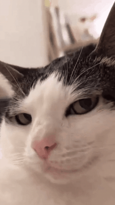 A Black And White Cat Is Looking At The Camera . GIF