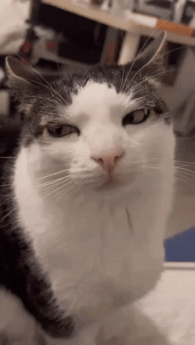 A Black And White Cat Is Looking At The Camera With A Serious Look On Its Face . GIF