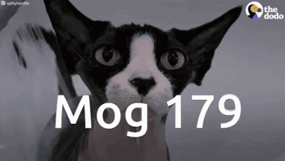 A Black And White Cat Is Looking At The Camera With The Words Mog 179 Behind It GIF
