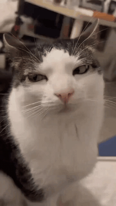 A Black And White Cat Is Looking Up At The Camera . GIF