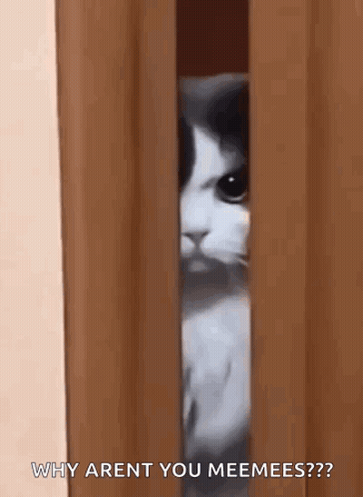 A Black And White Cat Is Peeking Out From Behind A Curtain And Asking Why Aren 'T You Mee Meees ? GIF