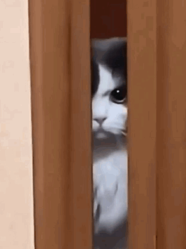 A Black And White Cat Is Peeking Out Of A Doorway . GIF