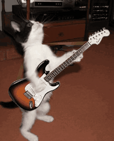 A Black And White Cat Is Playing A Guitar GIF