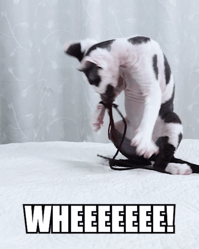 A Black And White Cat Is Playing With A Rope With The Words Wheeeeee Written On The Bottom GIF