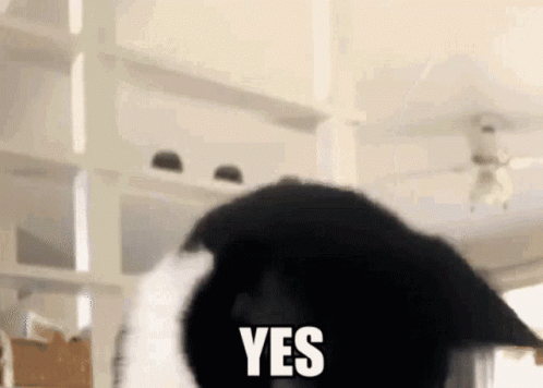 A Black And White Cat Is Saying Yes With Its Paw On Its Head GIF