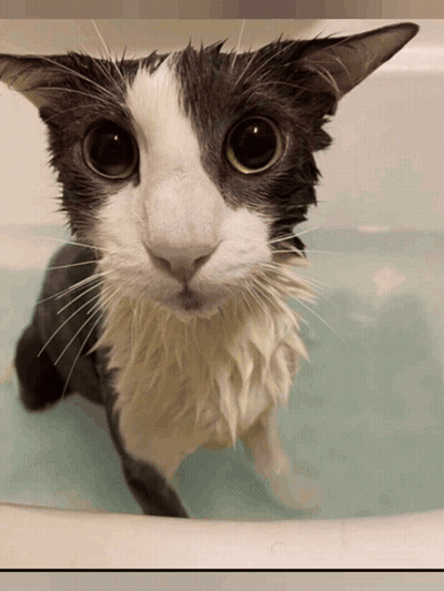 A Black And White Cat Is Sitting In A Bathtub Looking At The Camera GIF