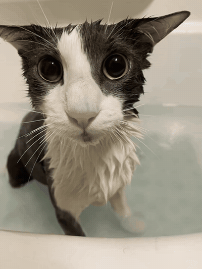A Black And White Cat Is Sitting In A Bathtub Looking At The Camera GIF
