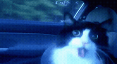 A Black And White Cat Is Sitting In A Car Looking Out The Window . GIF