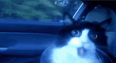 A Black And White Cat Is Sitting In A Car Looking Out The Window GIF