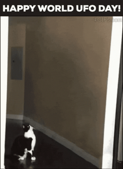 A Black And White Cat Is Sitting In A Hallway With The Words Happy World Ufo Day On The Bottom GIF