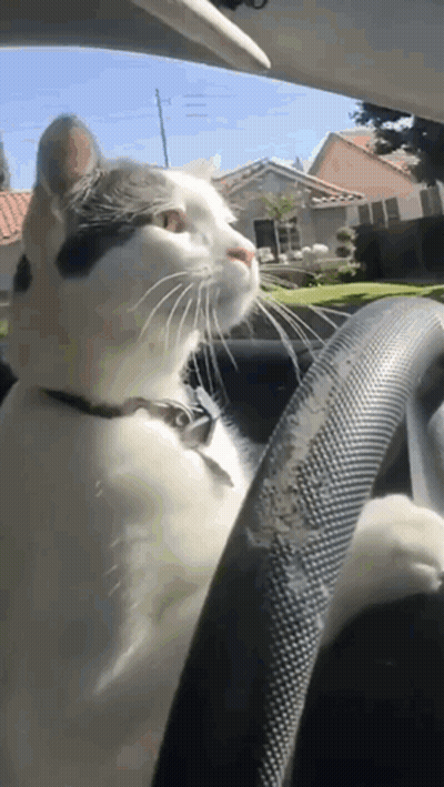 A Black And White Cat Is Sitting In The Driver 'S Seat Of A Car Looking Out The Window GIF