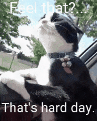 A Black And White Cat Is Sitting In The Driver 'S Seat Of A Car With Its Paws Out The Window . GIF