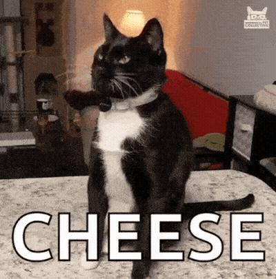 A Black And White Cat Is Sitting On A Bed With The Word Cheese Written On It GIF