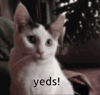 A Black And White Cat Is Sitting On A Couch And Says Yeds ! GIF