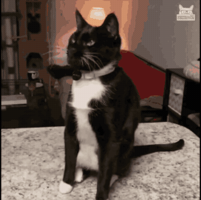 A Black And White Cat Is Sitting On A Counter With A Sticker On The Wall That Says ' Cats ' GIF