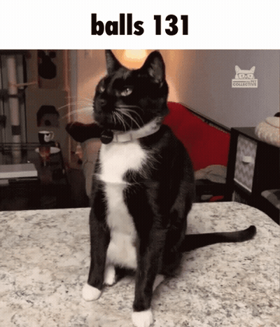 A Black And White Cat Is Sitting On A Counter With The Words Balls 131 Above It GIF