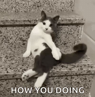 A Black And White Cat Is Sitting On A Set Of Stairs With The Words `` How You Doing '' . GIF