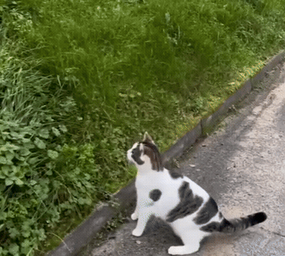 A Black And White Cat Is Sitting On A Sidewalk GIF